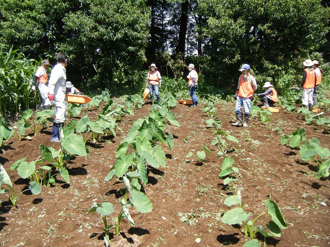 サトイモ除草作業