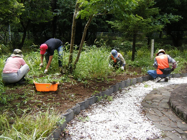 もみの木サークルの除草