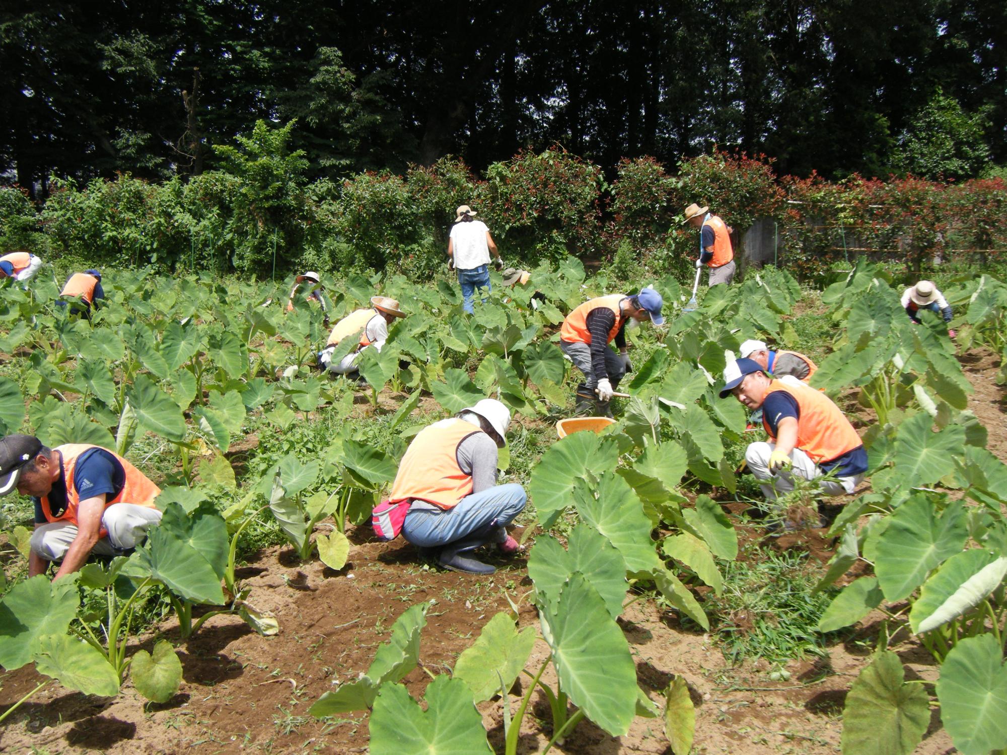 サトイモ除草作業