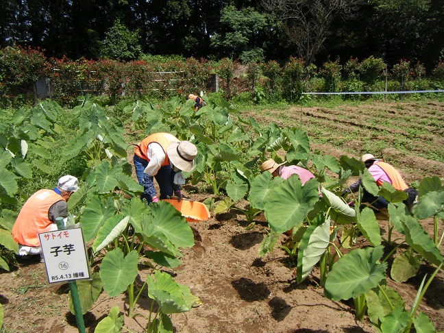 サトイモ除草作業