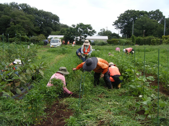 綿とトウガラシ周りの除草