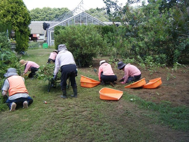 スモークツリーガーデン除草活動