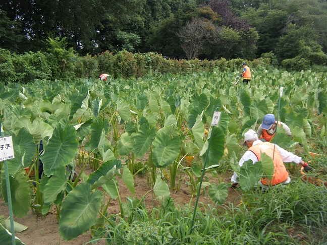 サトイモ除草作業