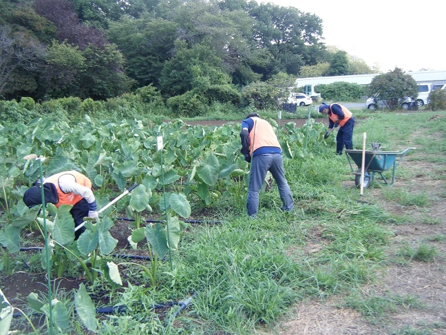 サトイモ除草作業