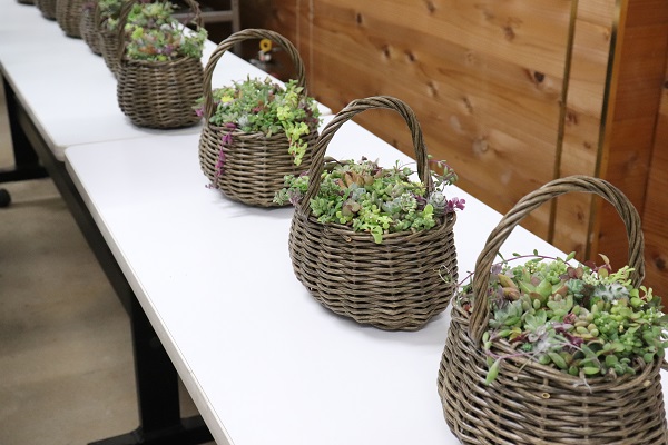 多肉植物の寄せ植え教室