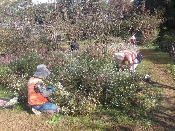 スモークツリーガーデン除草活動