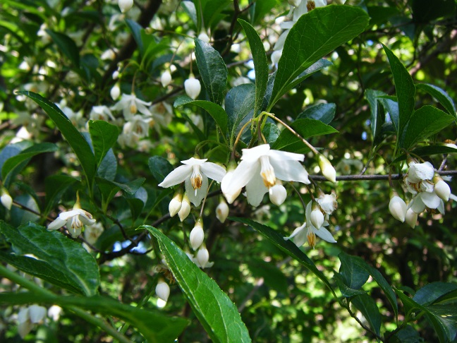 えごの花