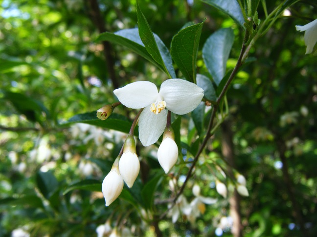 えごの花