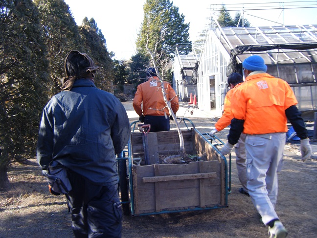 イチョウの移植