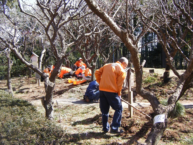 梅園の除草