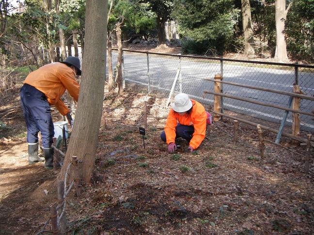 バイカオウレンの給水