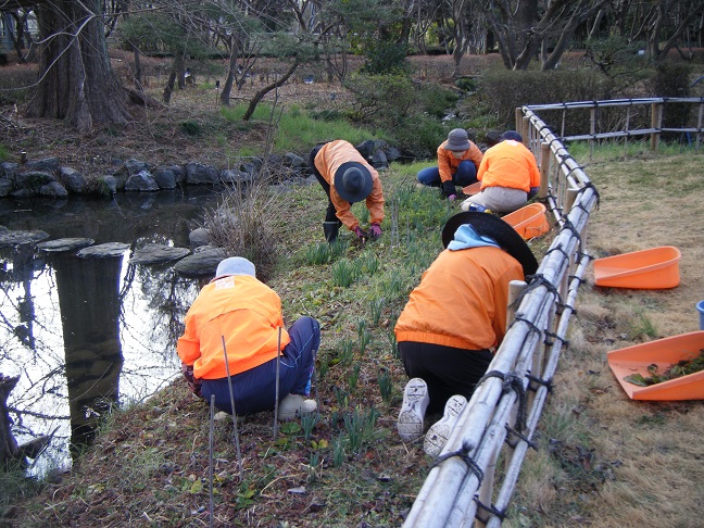 ハナミズキ通りの池の周囲の除草
