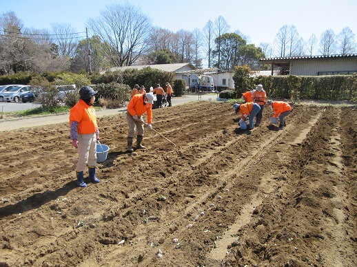 ジャガイモ定植作業