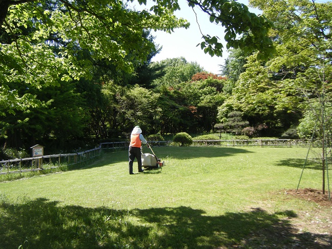 ハナミズキ通りの芝生芝刈り