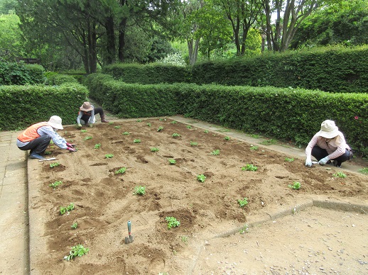 サンクンガーデンにポーチュラカ植栽