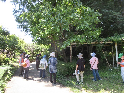 樹木・草花ガイドツアー