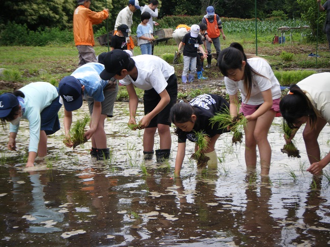 田植え体験