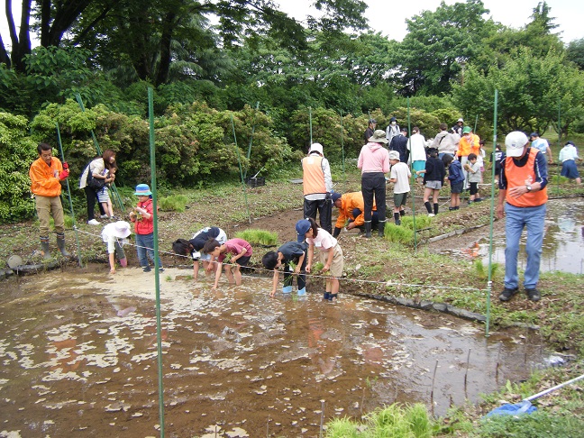 田植え体験