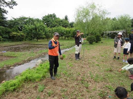 田植え体験