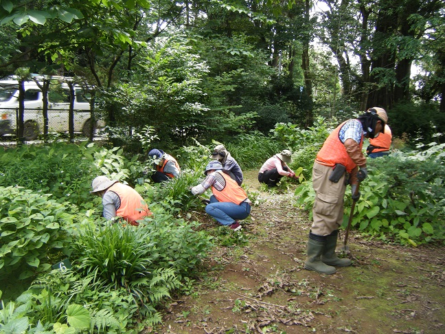 山野草ガーデン整備