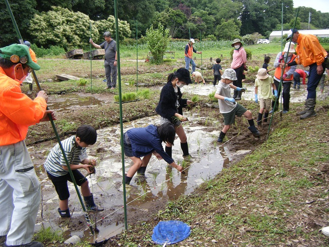 田植え体験