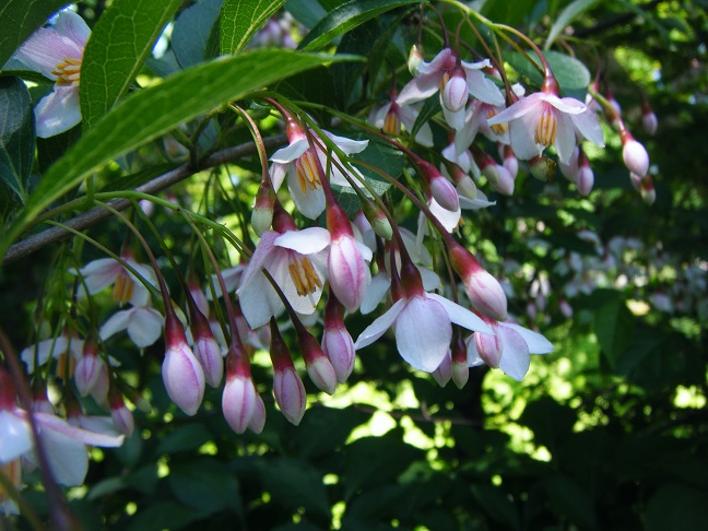 えごの花