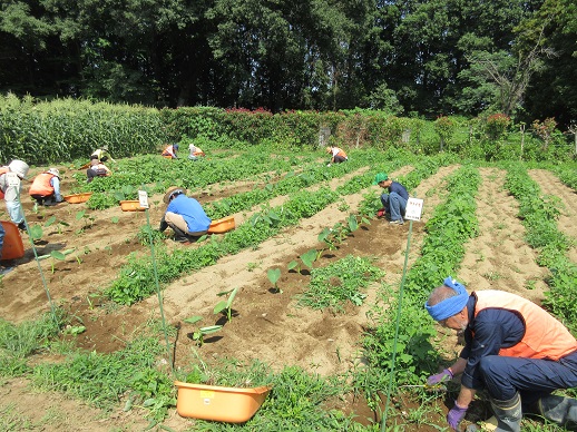 サトイモ除草作業
