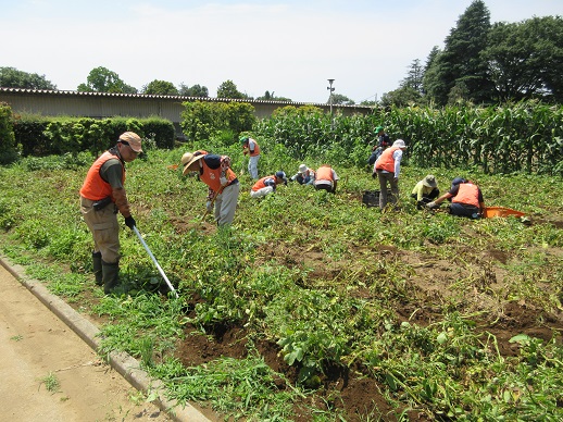 サトイモ除草作業