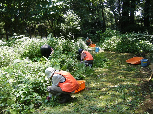 山野草ガーデンの整備