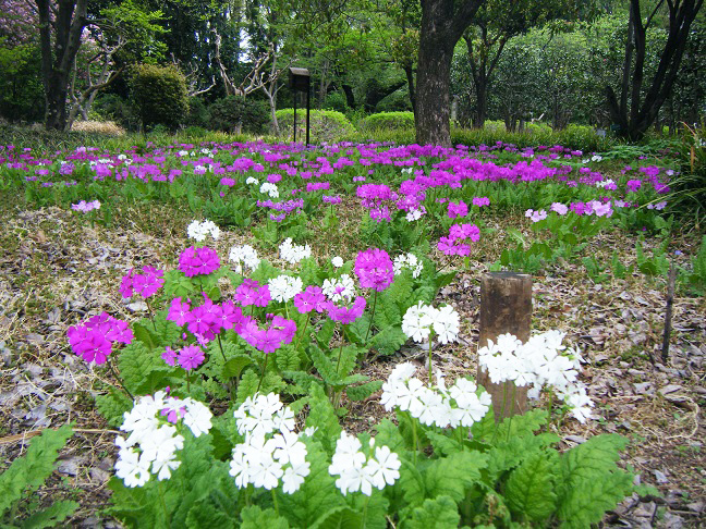 さくら草ガーデン
