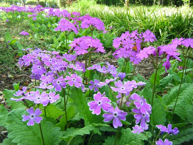 さくら草ガーデン