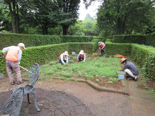 サンクンガーデンの除草