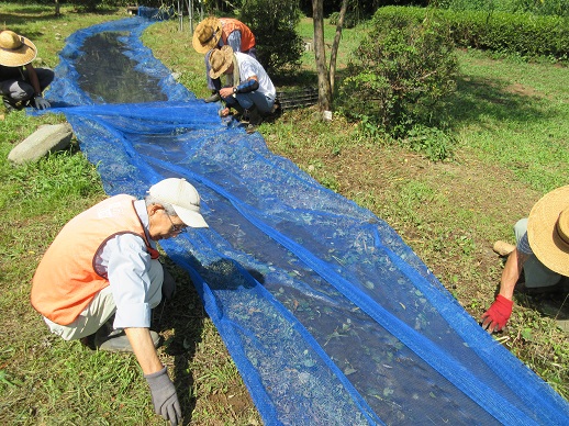 どじょうのつかみどり体験準備