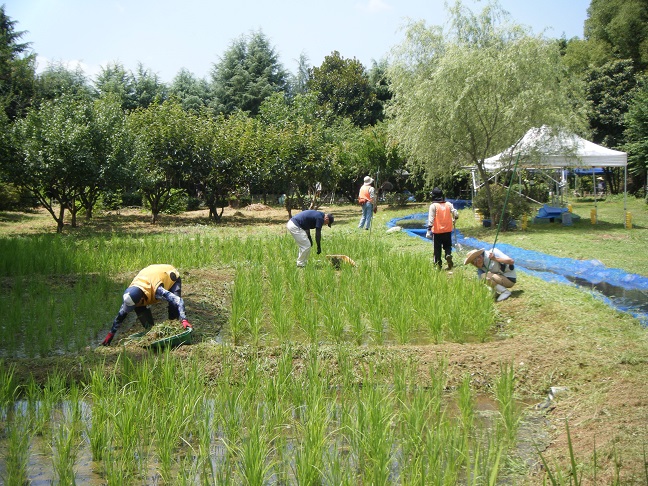 田んぼの除草