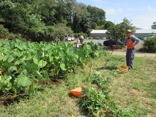 サトイモ除草作業