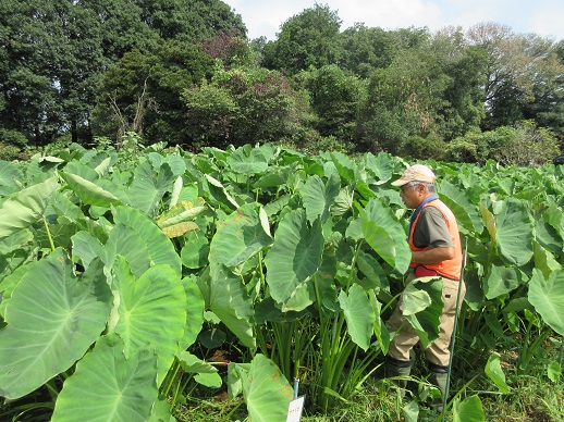 サトイモ除草作業