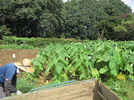 サトイモ除草作業