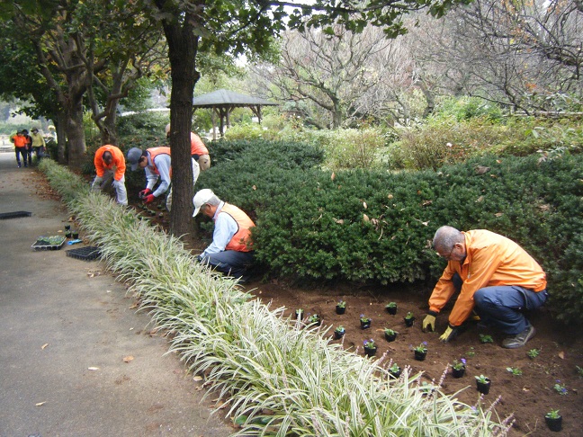 王国通りのビオラ植栽