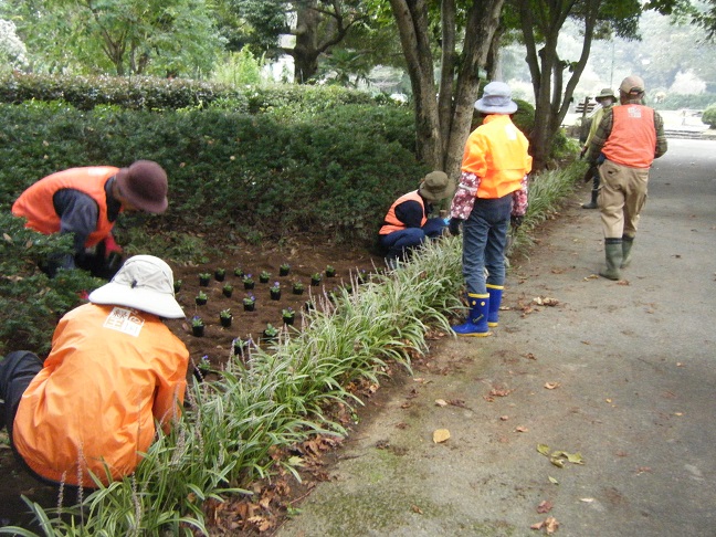 王国通りのビオラ植栽