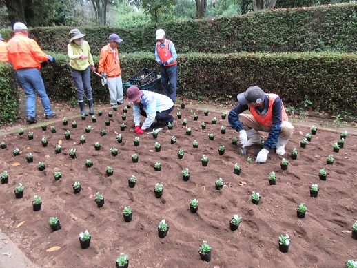 サンクンガーデンのビオラ植栽