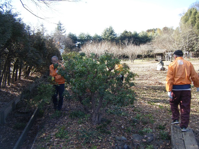 田んぼ裏水路沿い樹木の剪定