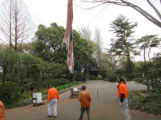 こいのぼり掲揚
