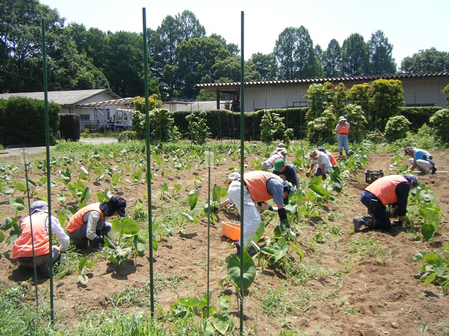 サトイモ除草作業