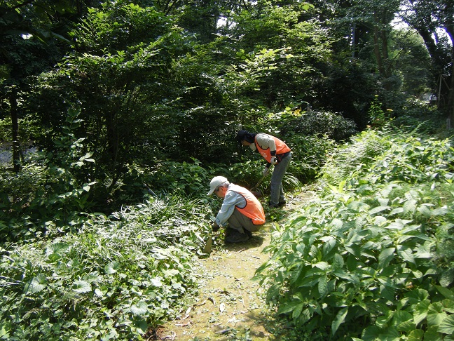 山野草ガーデン整備
