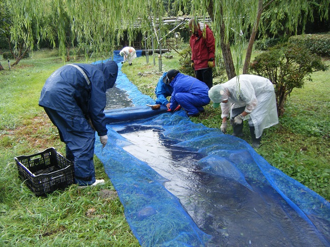 どじょうのつかみどり体験準備