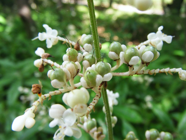 ヤブミョウガの花