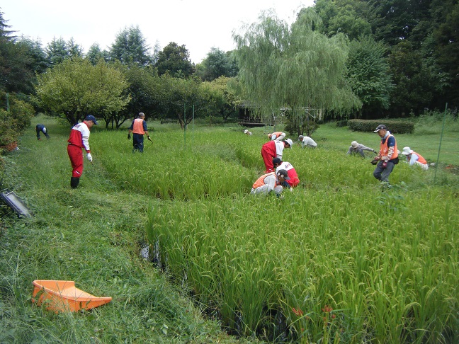 田んぼのあぜ道の除草