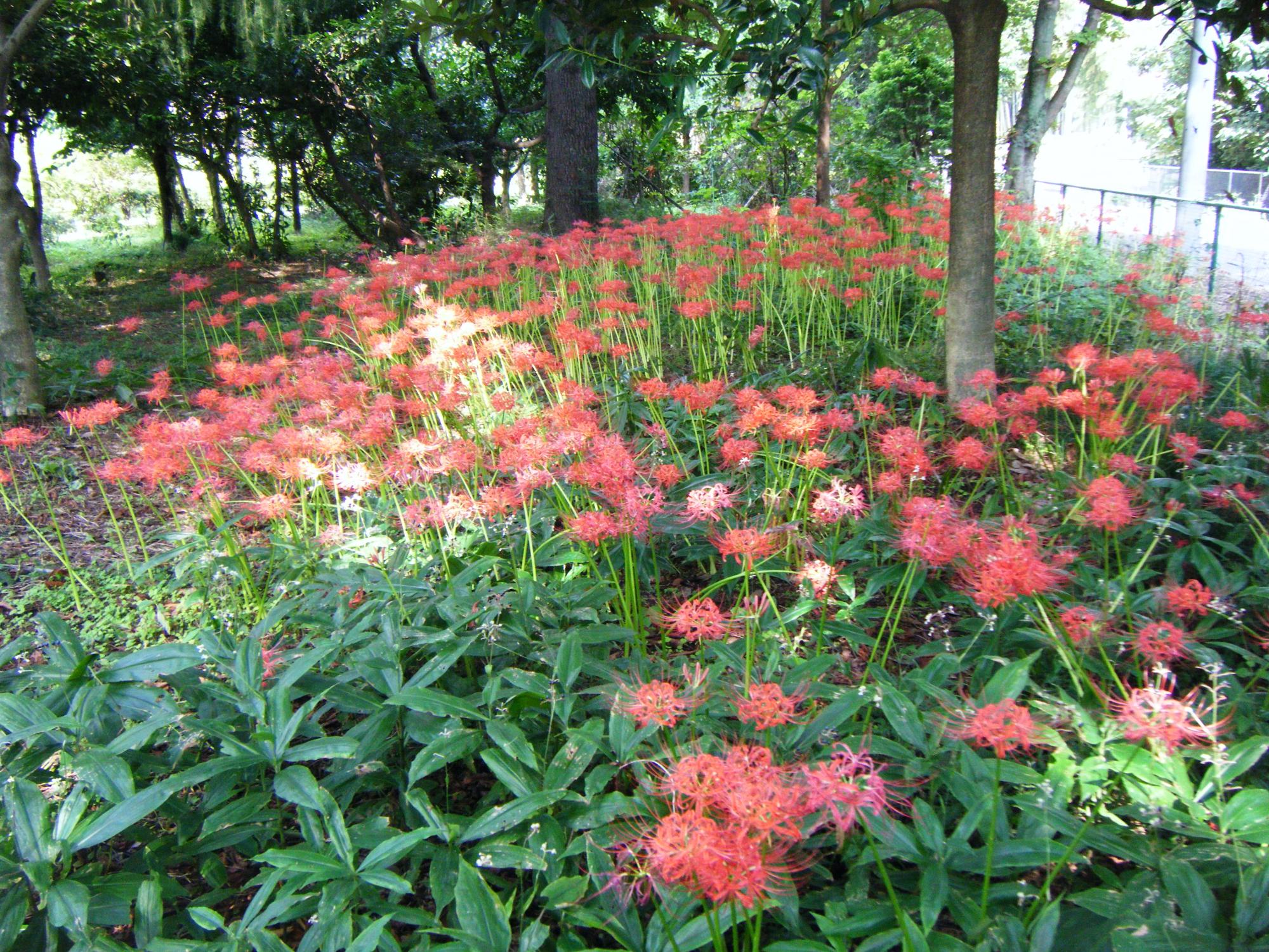 南門のヒガンバナ