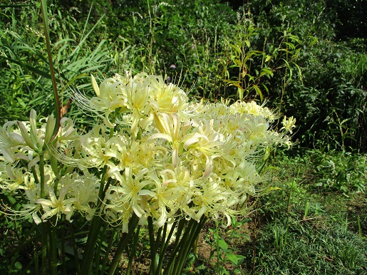 シロバナヒガンバナ