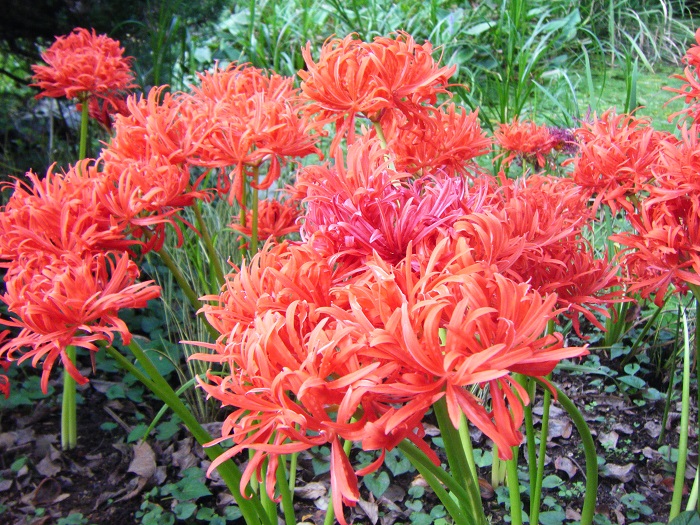 八重咲ヒガンバナ